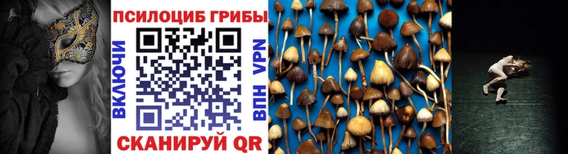 где найти   Чаплыгин  Псилоцибиновые грибы Cubensis 